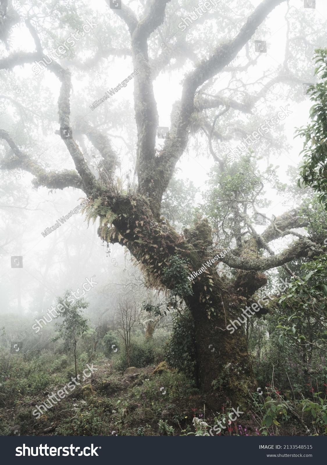 Beeindruckender Baum am Vulkanhang in Chiapas