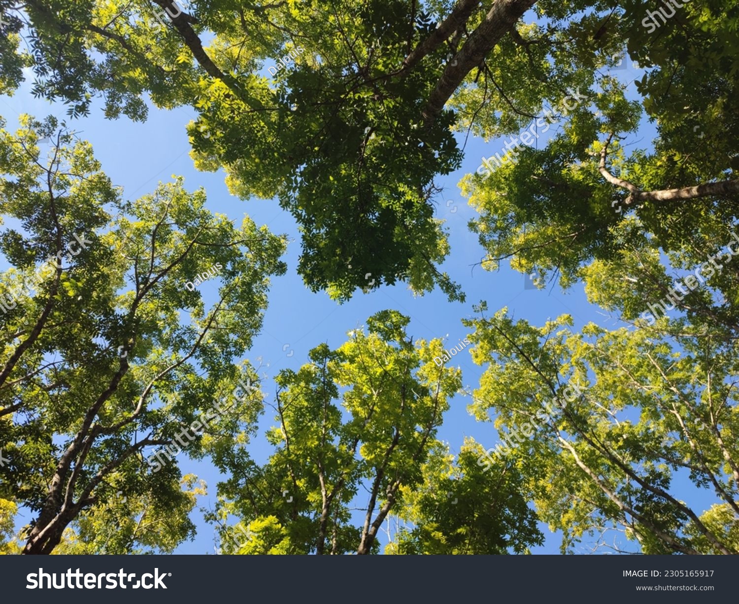 Bewegte Baumzweige im Wind als natürliches Wellnessmotiv