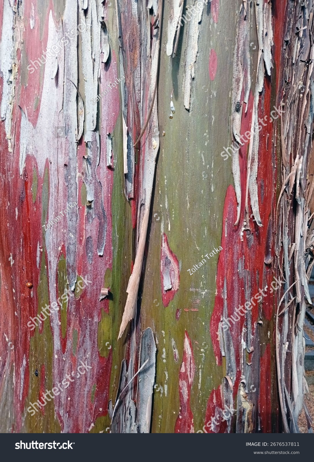 Abstrakte Muster aus Mammutbaumrinde