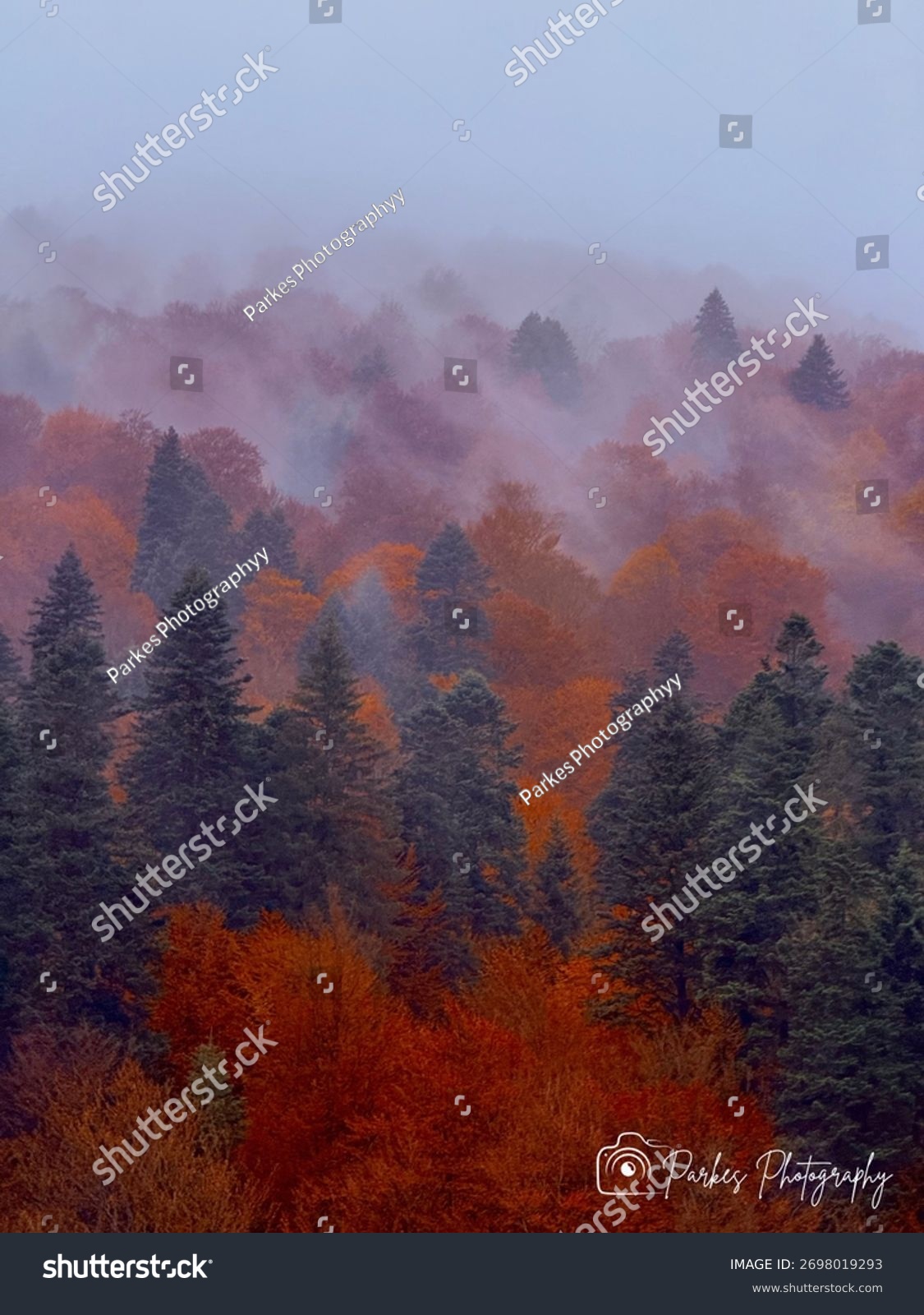 Herbstlicher Wald mit Nebelstimmung