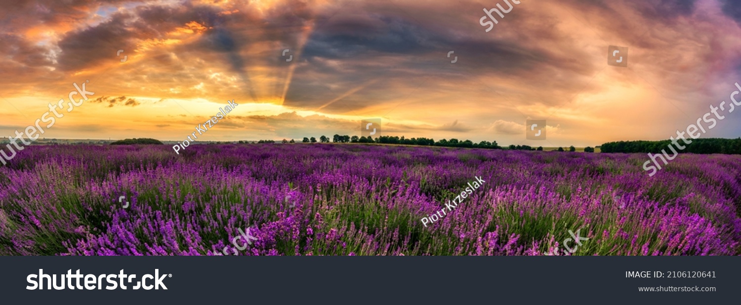 Lavendelfeld in der Abendsonne