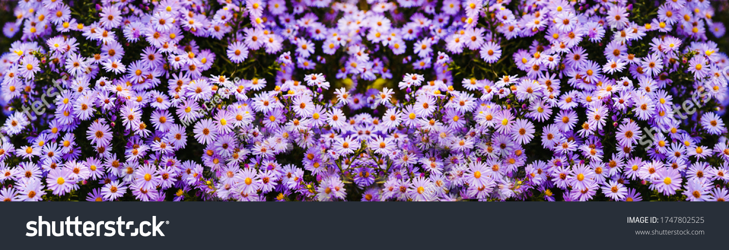 Panorama mit blühenden violetten Blumen