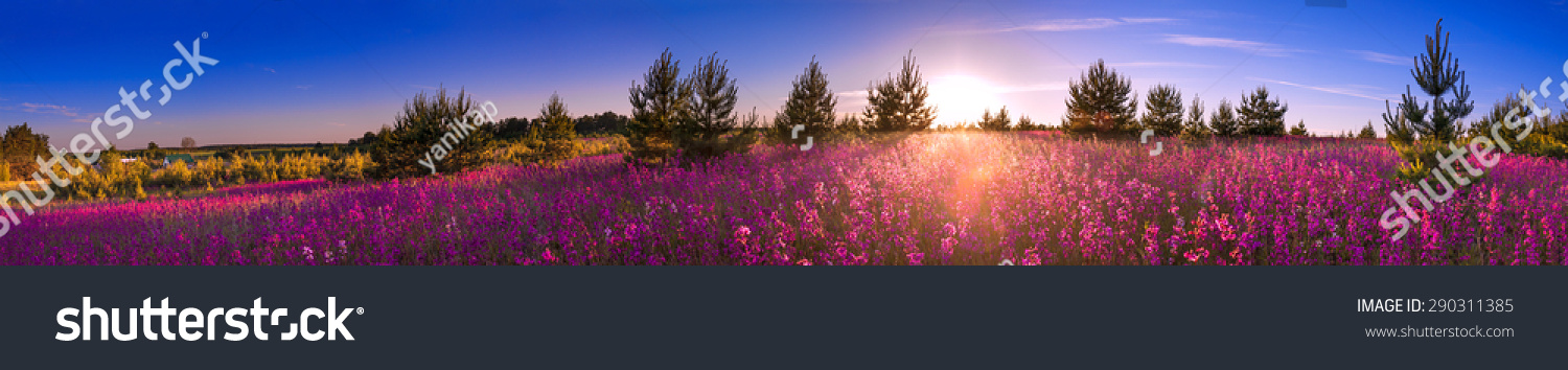 Sommerlandschaft mit blühender Blumenwiese bei Sonnenaufgang