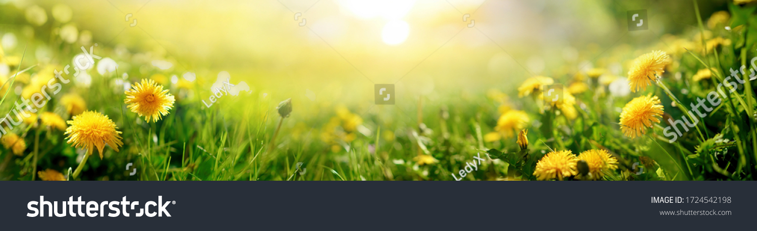 Gelbe Löwenzahnblüten im Gras am Morgen