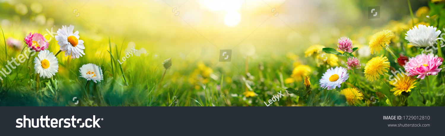 Sommerliche Wiese mit Gänseblümchen, Klee und Löwenzahn