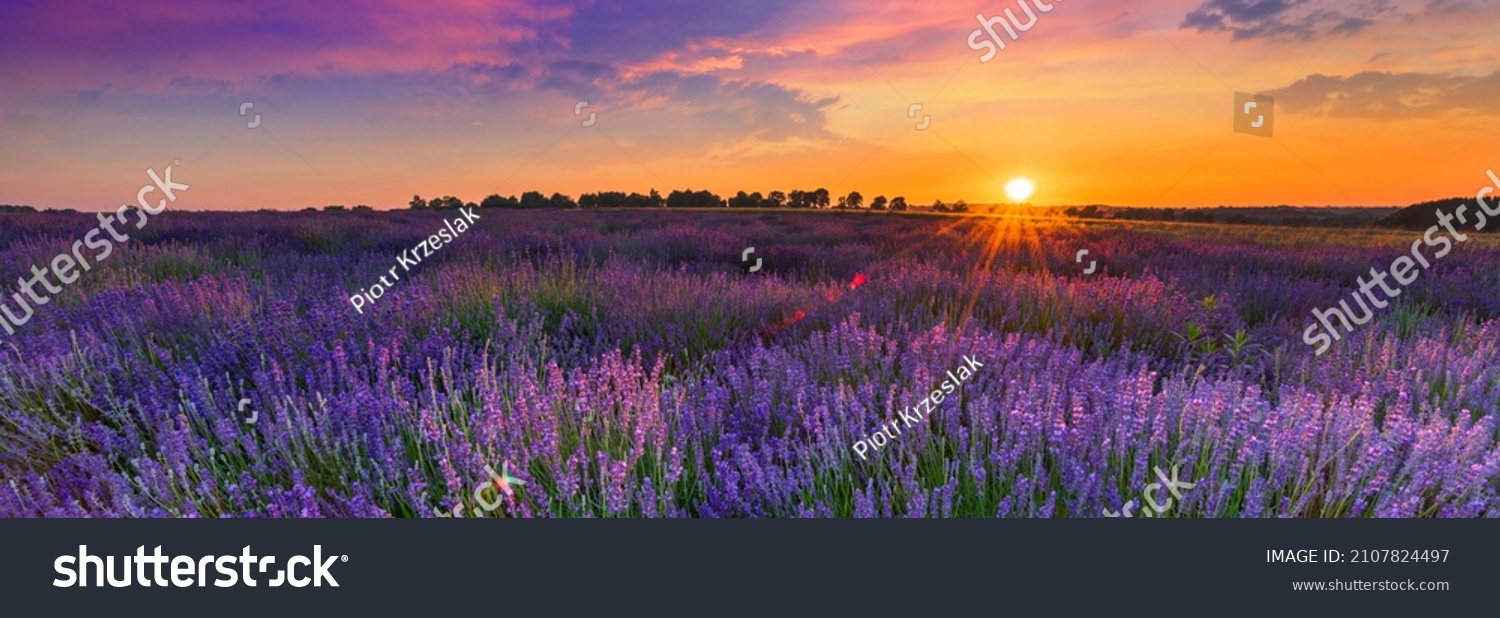 Sommerlicher Sonnenuntergang über Lavendelfeld