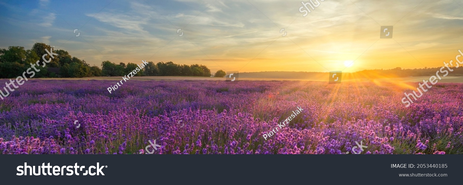 Sommerabend über einem Lavendelfeld