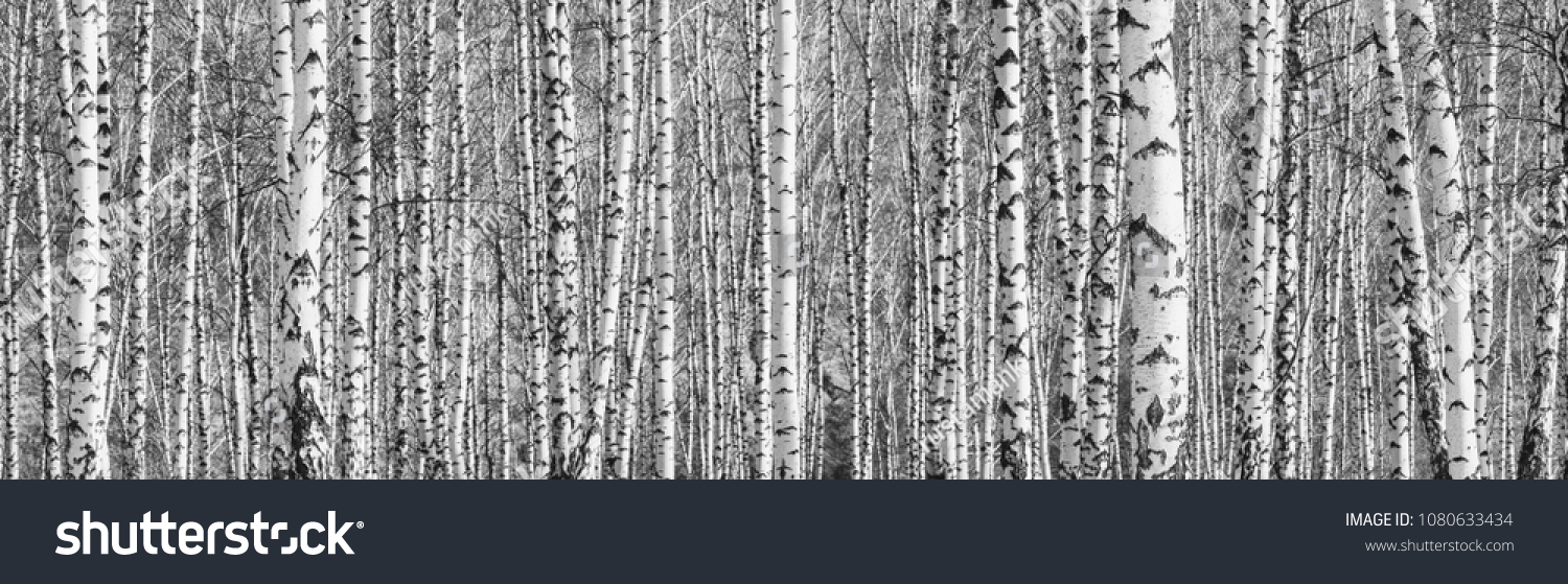 Birkenhain als Schwarz-Weiß-Panorama mit grafischer Wirkung