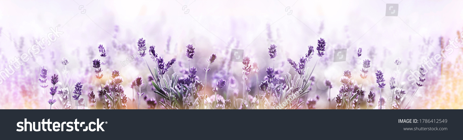 Blühende Lavendelblüten im Feld