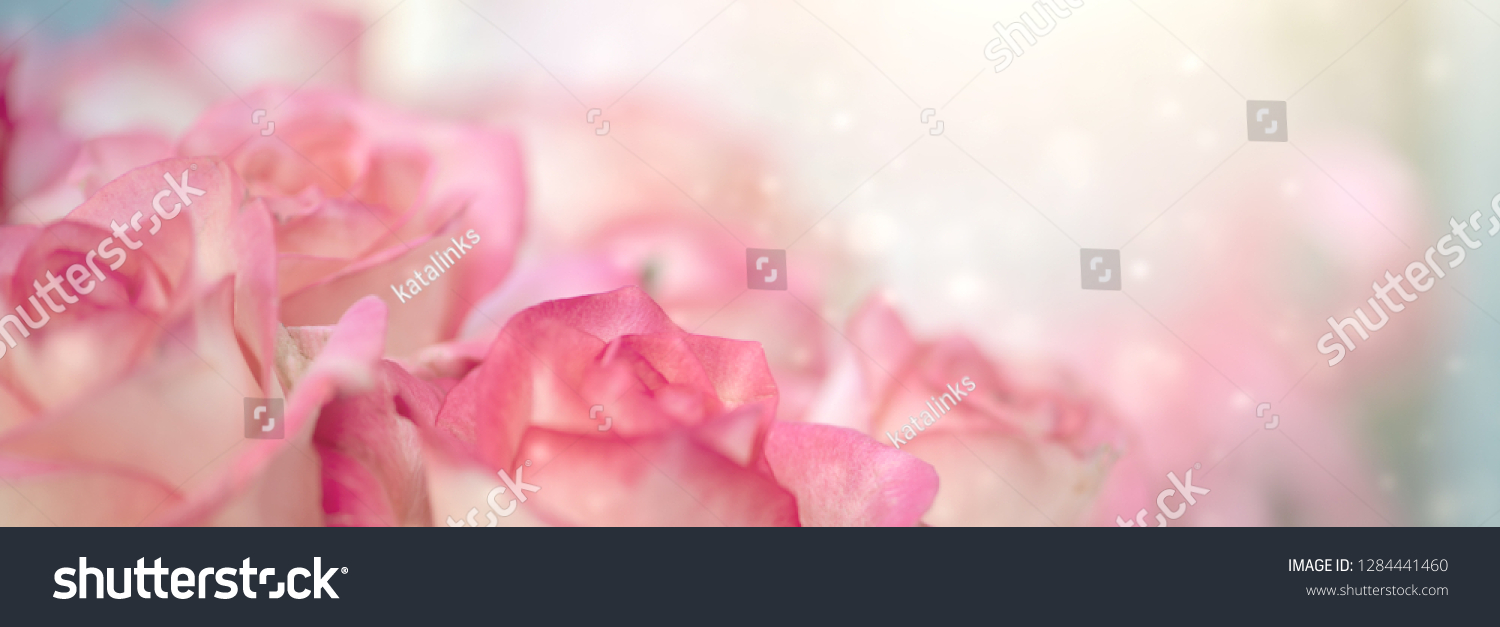 Unscharfer Hintergrund mit rosa Rosenblüten