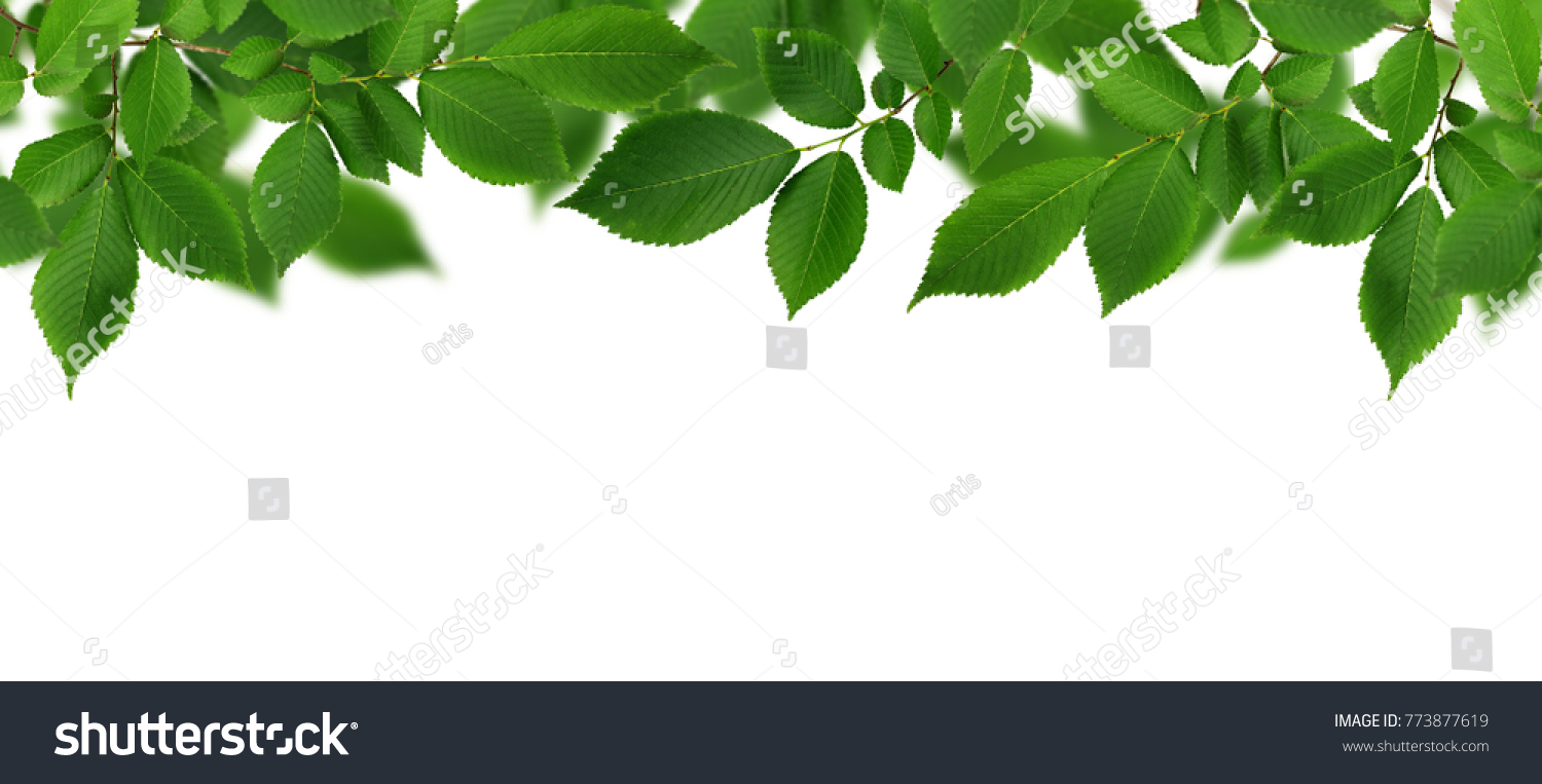 Rahmen mit frischen grünen Ulmenblättern auf Weiß