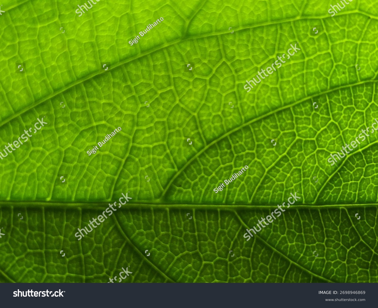 Detailaufnahme eines grünen Blatts mit feiner Aderung