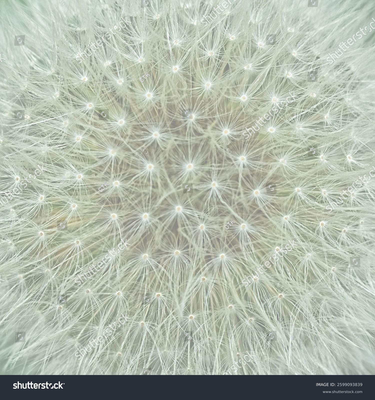 Makroaufnahme eines Pusteblumen-Kopfes