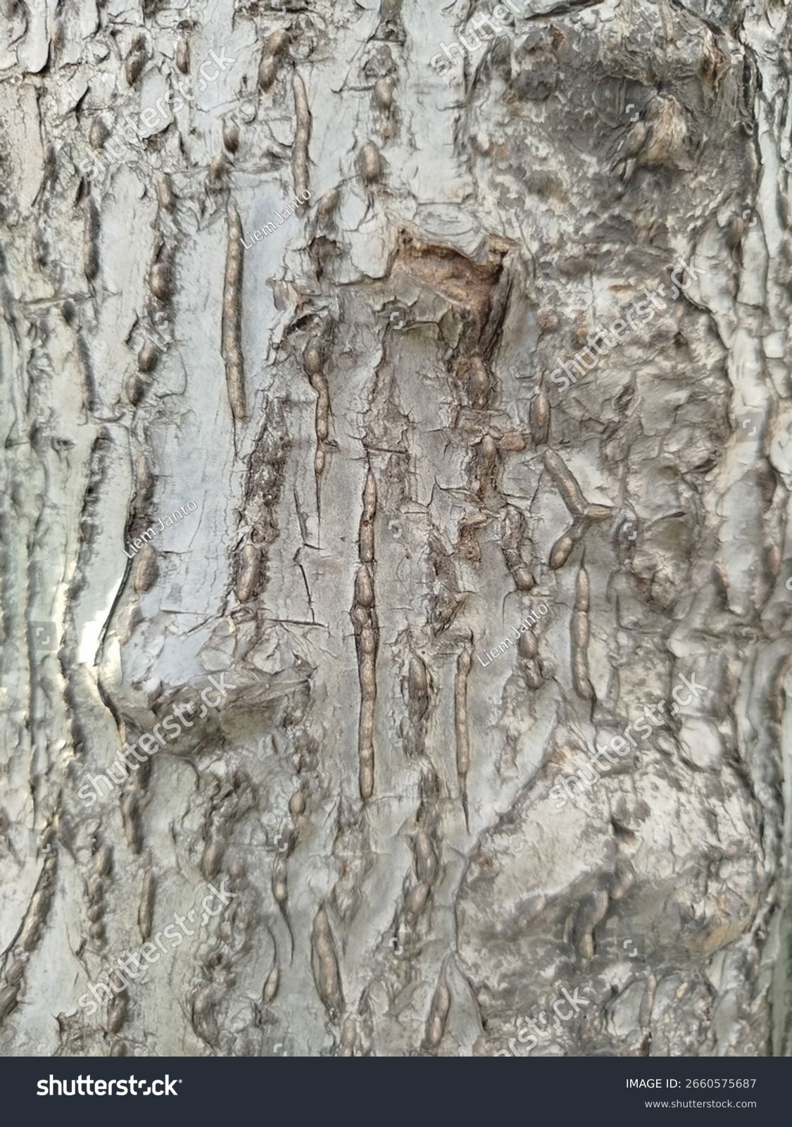 Baumrinde mit markanten vertikalen Rillen