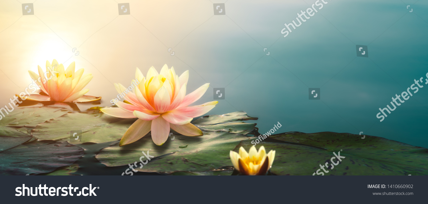 Lotusblüte im Teich Nahaufnahme