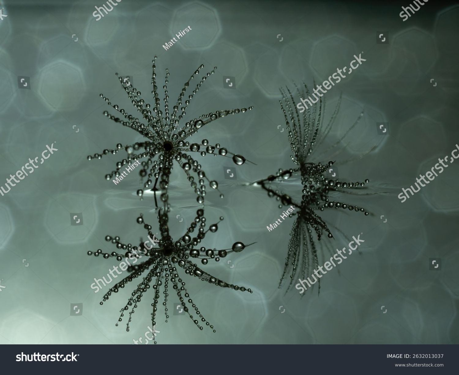 Abstrakte Nahaufnahme von Pusteblumensamen