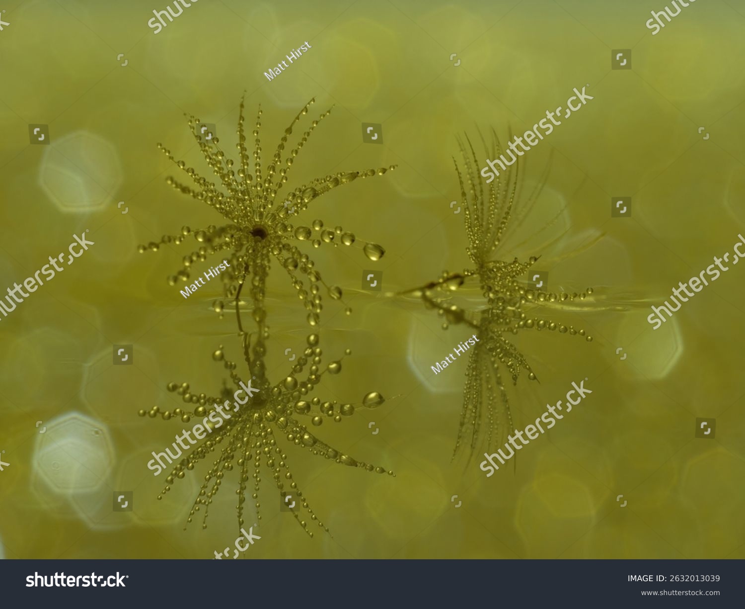 Abstrakte Pusteblumensamen – zarte Strukturen