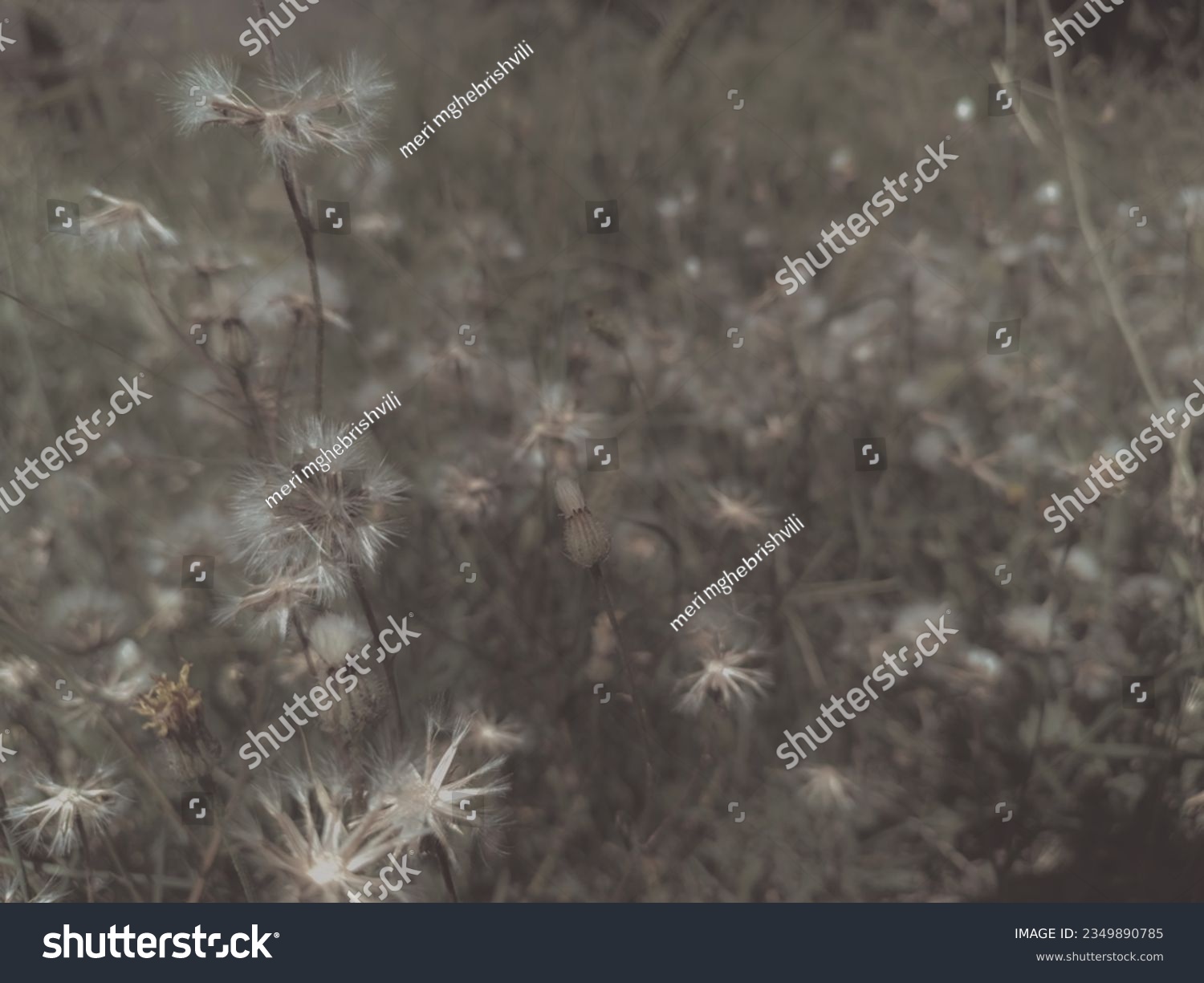 Sommerwiese mit Löwenzahn und Gras