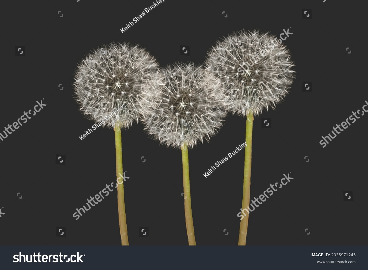 Pusteblume vor dunklem Hintergrund