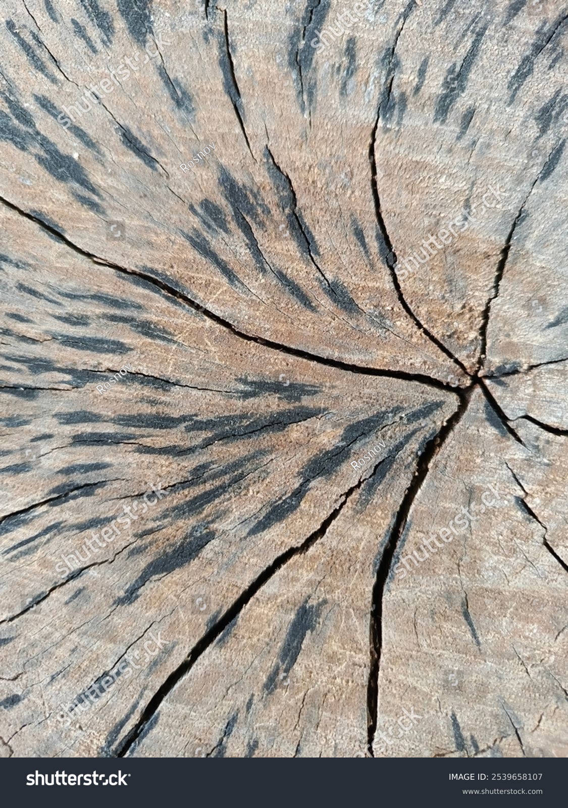 Totholz-Schnitt mit Rissen in Nahaufnahme