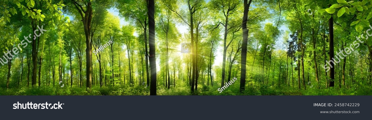 Sonnenlicht im Buchenwald