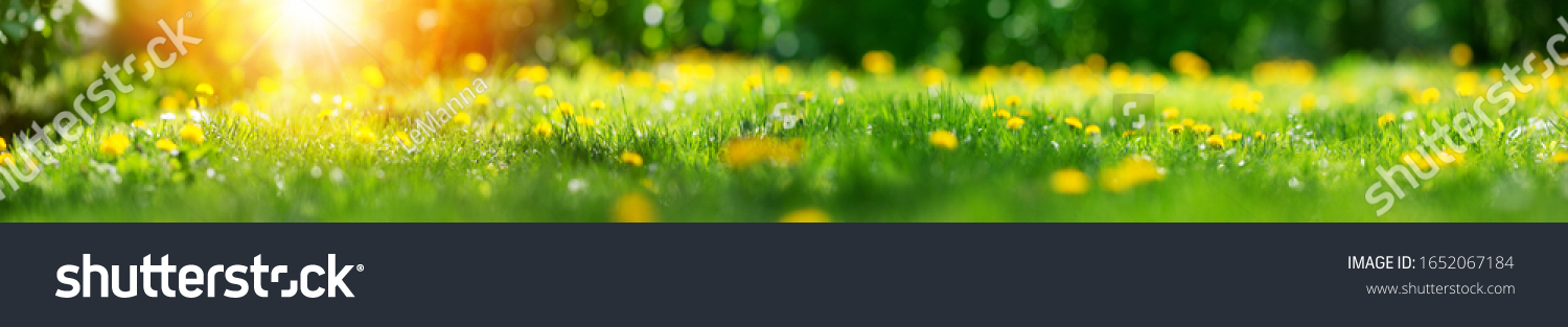 Feld mit gelben Löwenzahnblüten im Frühling