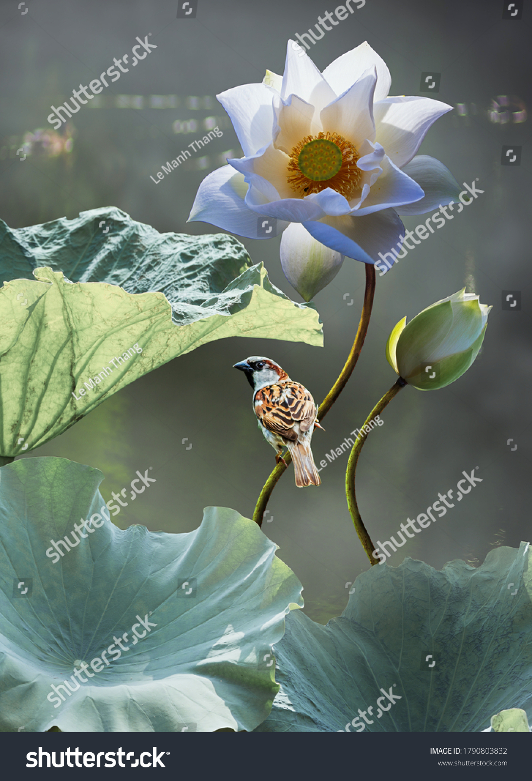 Weiße Lotusblüte mit Vogel auf einem stillen See