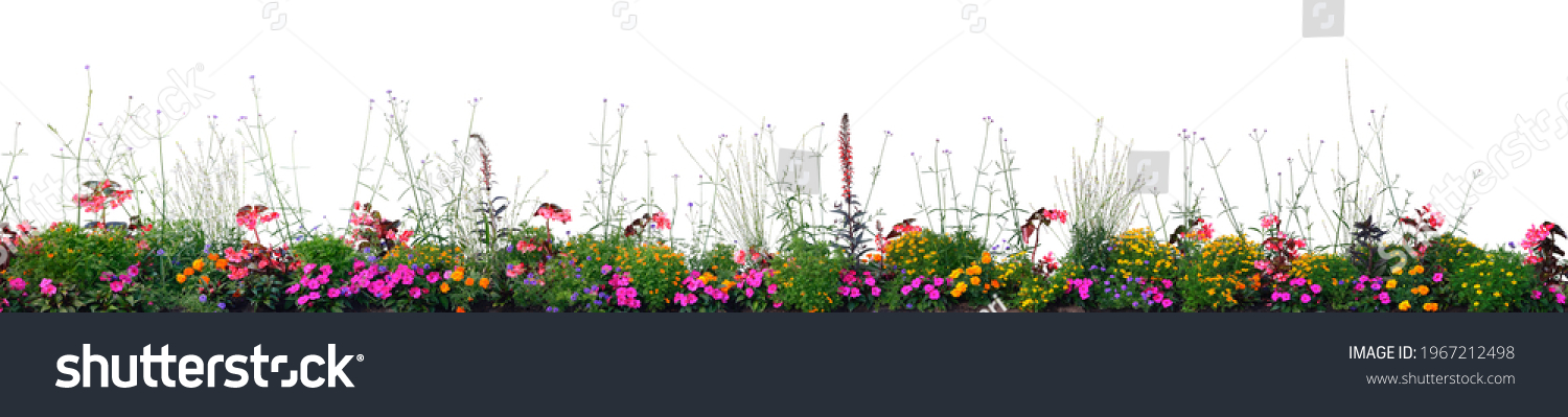 Blühendes Beet mit einjährigen Blumen im Panorama