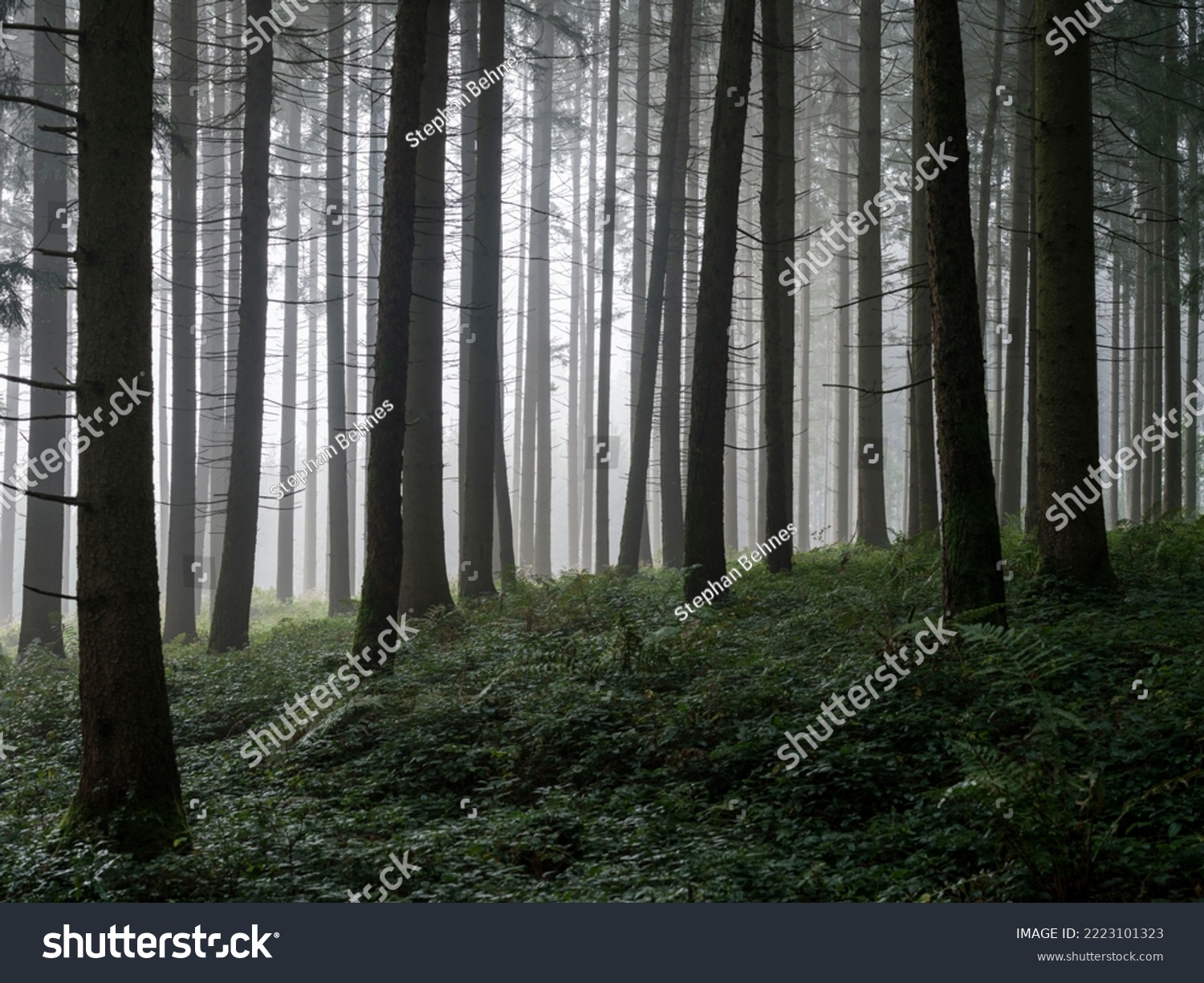 Nebliger Waldbestand in Mitteleuropa