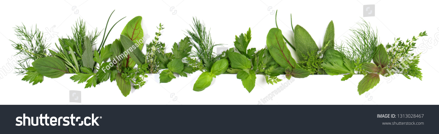 Frische Kräuter Weißer Hintergrund