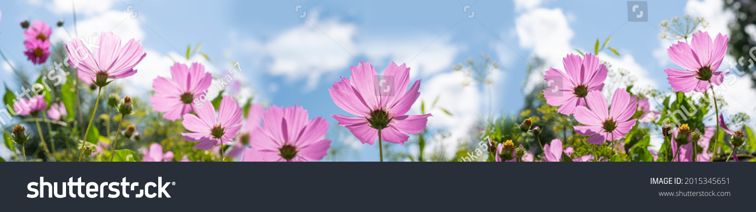 Rosa Cosmea Cosmos vor blauem Himmel