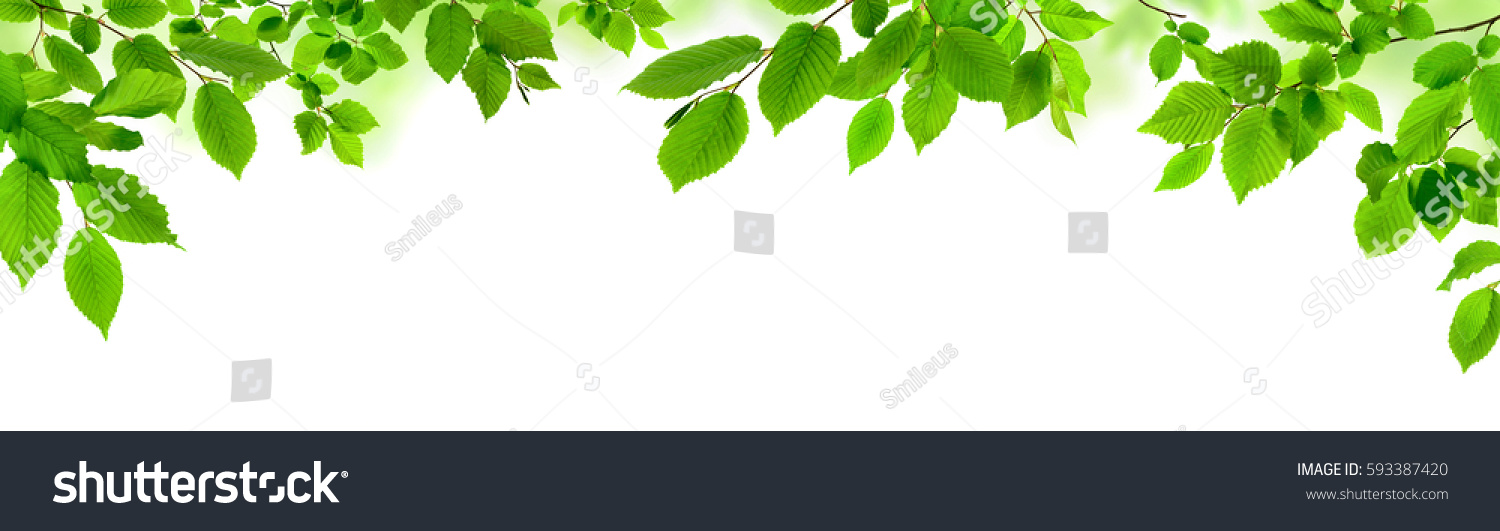 Grüne Blätter als dekorativer Panorama-Rahmen auf Weiß