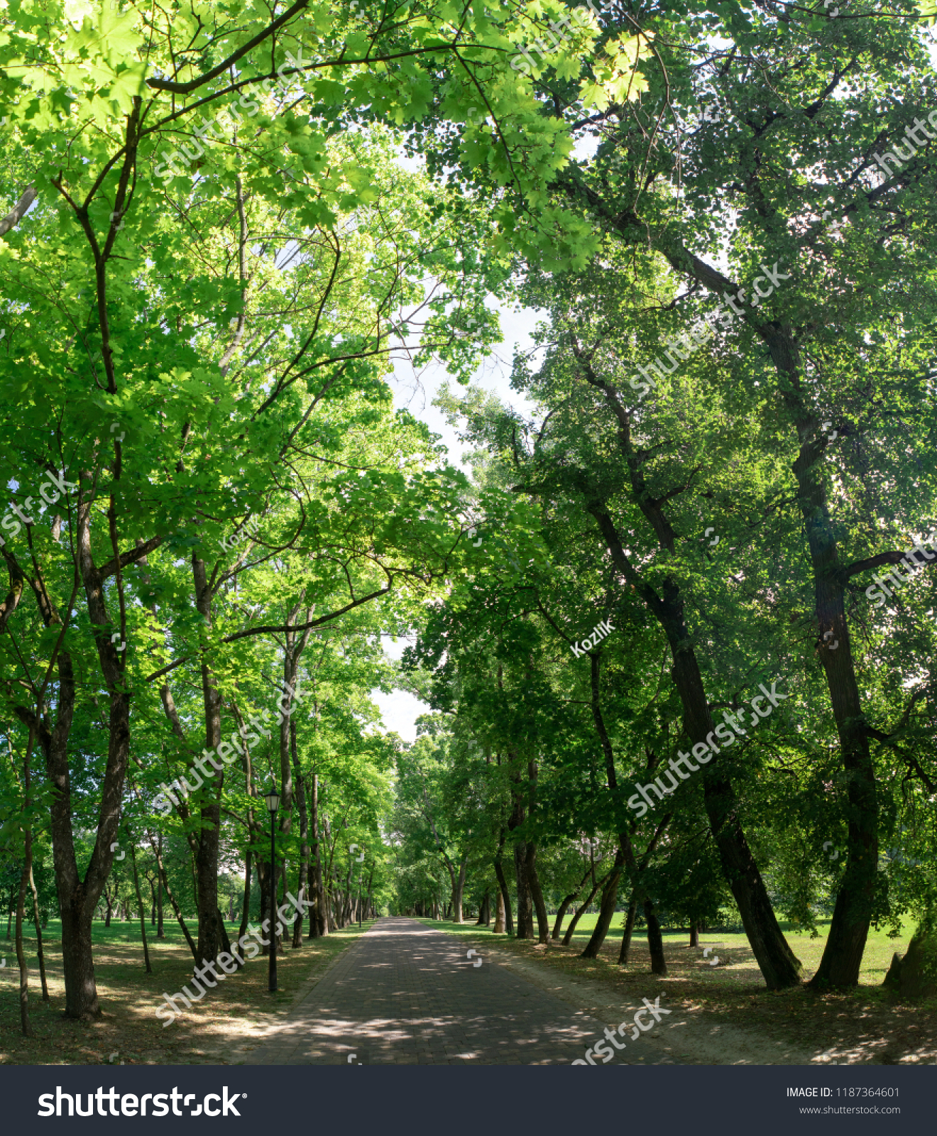Baumallee im Park – Laubbäume
