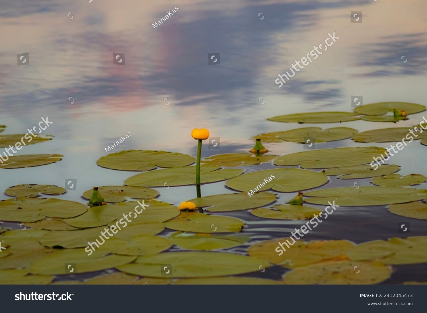 Gelbe Seerosen und grüne Blätter auf Wasser