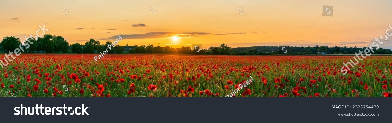 Mohnblumenfeld im Sonnenuntergang