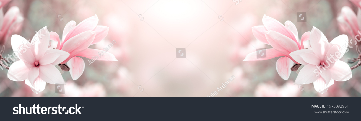 Blühende Magnolie mit eleganten Blütenblättern