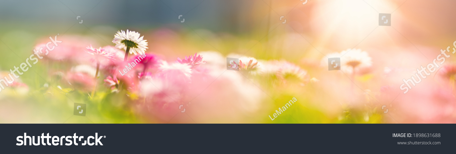 Wiese mit weißen und rosa Gänseblümchen und gelbem Löwenzahn