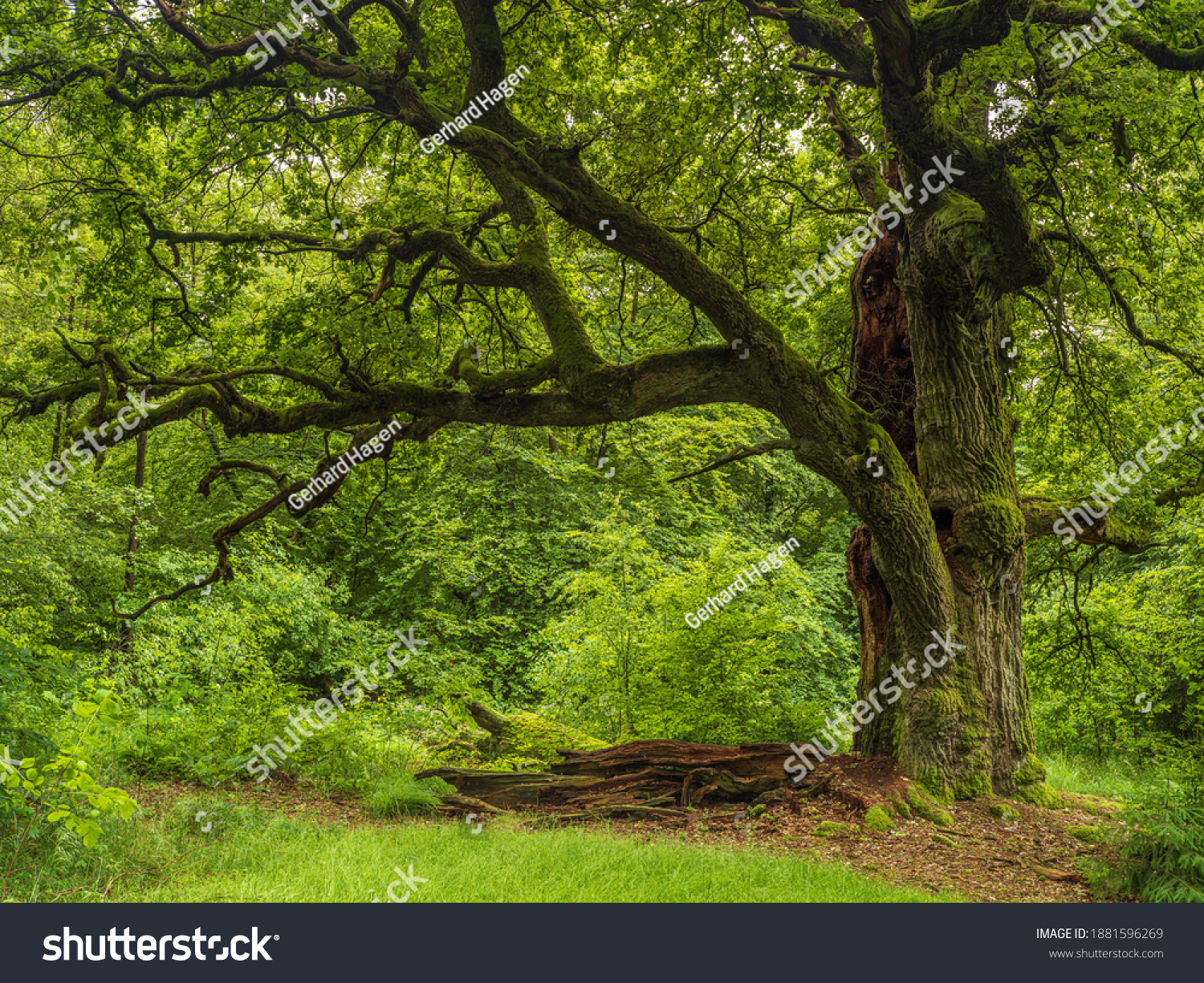 Alter Baum im Urwald Sababurg