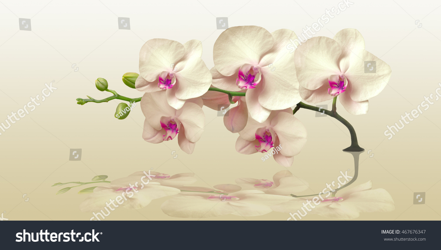 Orchidee mit Spiegelung im Panorama