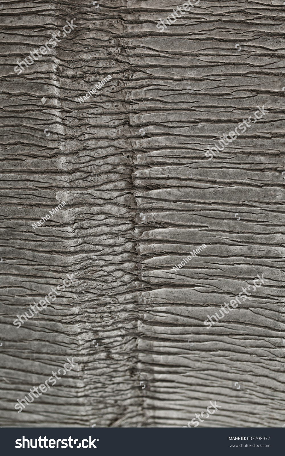 Palmenrinde mit organischer Struktur