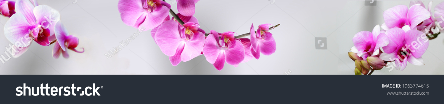Panorama mit pinken Orchideen für Küche