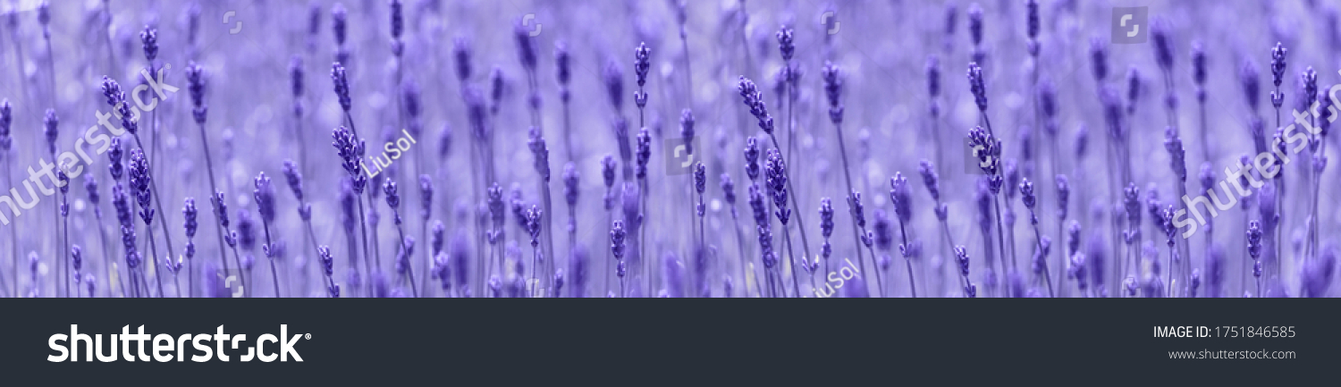 Lavendelfeld mit Nahaufnahme bei Sonnenuntergang