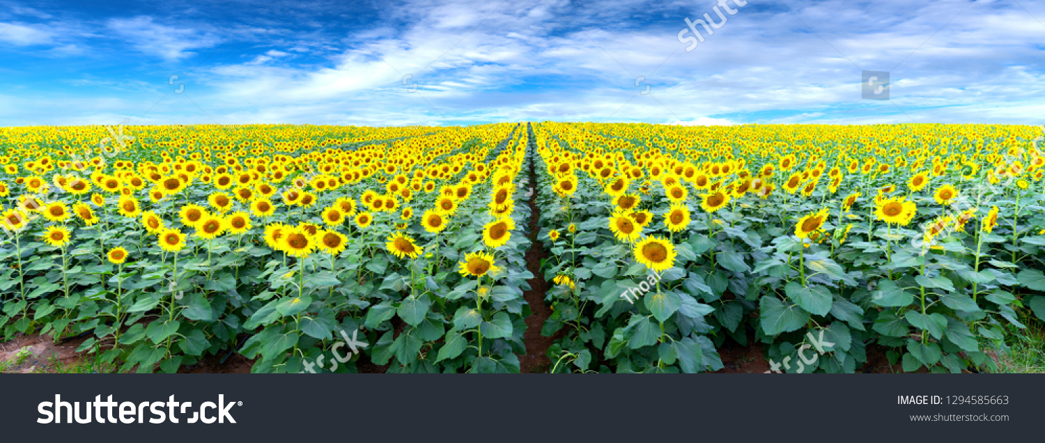 Sonnenblumenfeld unter blauem Himmel im Panorama