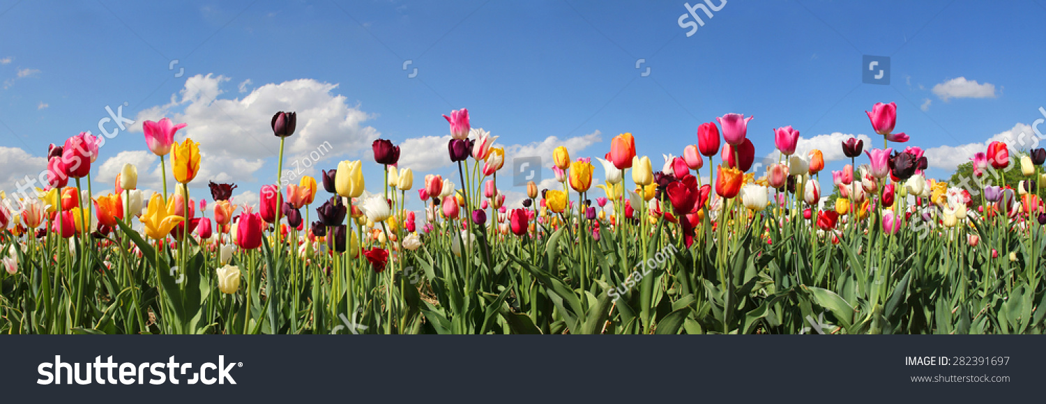 Tulpenfeld Panorama mit verschiedenen Farben