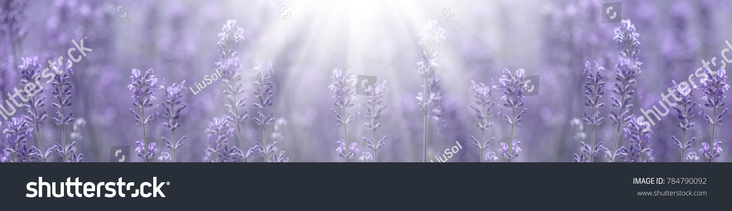 Duftendes Lavendelfeld im Sonnenlicht Detail