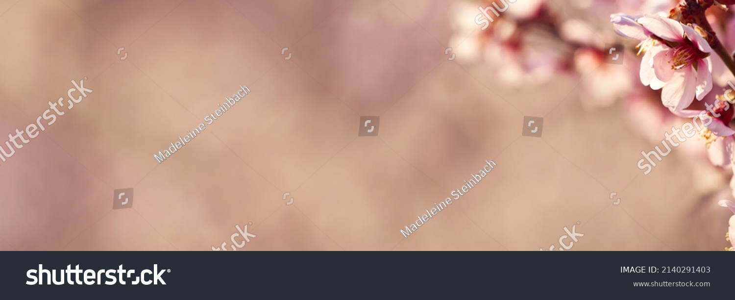 Blühende Mandelbäume in Rosa im Frühling