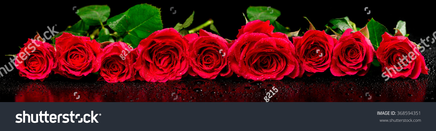 Rote Rosen mit Tautropfen auf schwarzem Hintergrund