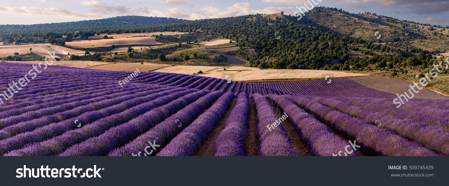 Lavendelfeld in Guadalajara Spanien