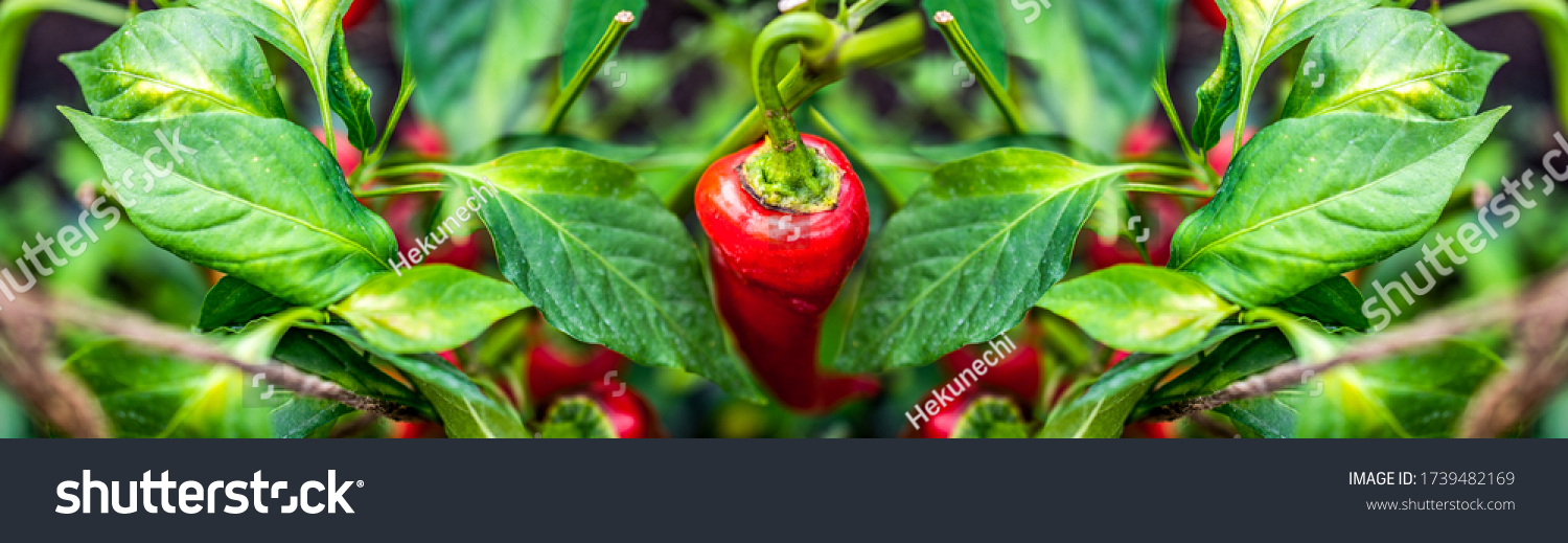 Rote Paprika auf grünem Hintergrund