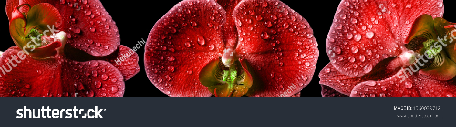 Drei rote Orchideen Makro mit Tau